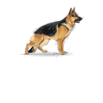 Royal Canin SHN Maxi Adult | 4kg, AMABEZKAR1032