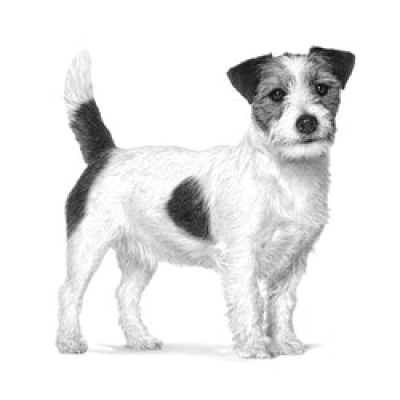 Royal Canin VET Adult | Mini Dog | 4 kg, AMABEZKAR1423